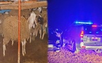 الدرك الملكي ببن الطيب يفك لغز سرقة المواشي ويسترجع عشرات الرؤوس