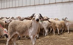 اجتماع موسع بالناظور لتأمين تموين الأسواق ومراقبة أضاحي العيد