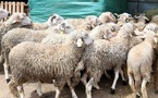 قبيل عيد الأضحى.. تحذير حقوقي بالناظور من استغلال هشاشة المواطنين في أغراض انتخابية