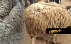 غلاء فاحش يلهب سوق قرية أركمان بالناظور يوما قبل العيد.. والمواطنون يتذمرون: "الأسعار خيالية والوفرة غائبة"