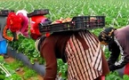تدابير حكومية جديدة لمواكبة العاملات المغربيات بإسبانيا
