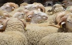 المغرب يعلق رسوم استيراد الأغنام واللحوم الحمراء حتى نهاية 2026