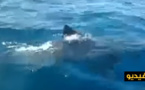 بالفيديو.. هواة الصيد يصورون ظهور الدلفين الأبيض بشواطئ تمسمان نواحي الدريوش‎