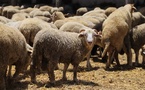 مزارعو إسبانيا يطالبون حكومة سانشيز بإعادة فتح السوق المغربية للمواشي