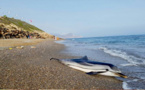   العثور على دلفين نافق متوسط الحجم لفظته مياه شاطئ ثمشضين نواحي الحسيمة   