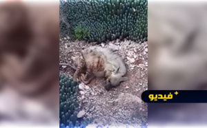 فيديو.. قتل ضبع بالمغرب من أجل الشعوذة يؤدي إلى سجن 5 أشخاص