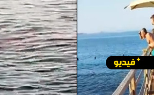 شاهدوا.. مقتل سائحتين في هجوم لأسماك القرش بمصر