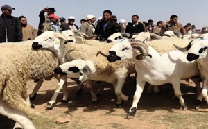 دعوات لتسقيف أسعار الأضاحي ومحاربة السماسرة والشناقة