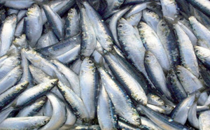 هل ينهي مجلس المنافسة تلاعب "لوبيات" الصيد البحري ويضع حدا لارتفاع أسعار الأسماك بالناظور؟