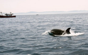 هجمات الحوت القاتل تثير الفزع وتهدد رزق الصيادين المغاربة