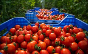 المغرب يبعد إسبانيا من صدارة  قائمة موردي الطماطم إلى الاتحاد الأوروبي
