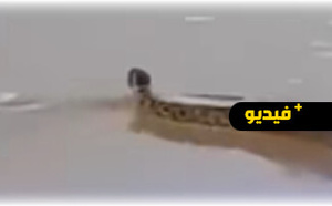 ظهور أفعى ضخمة في شاطئ سياحي يهز مواقع التواصل