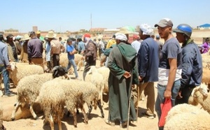 رسمياً.. توجيهات بمنع بيع الأضاحي بإقليمي الناظور والدريوش خلال عيد الأضحى