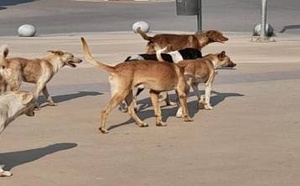 مرة أخرى.. القضاء يلزم جماعة بتعويض كبير لمواطن ضحية هجوم كلب ضال