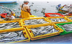 انخفاض بـ13% للكميات المفرغة من منتجات الصيد البحري بميناء الناظور