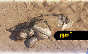 أركمان.. سلحفاة تزن 30 كيلوغراما تلفظها الأمواج