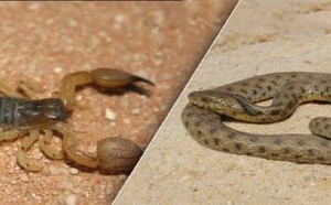 خطر العقارب والأفاعي: 20 نوعا ساما من العقارب و8 أنواع من الأفاعي تنتشر في هذه المناطق المغربية