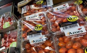 ارتفاع صاروخي في صادرات الطماطم المغربية نحو إسبانيا بنسبة 40%