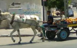 تقرير دولي يكشف معاناة صادمة للحمير والبغال في المغرب