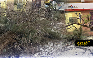 الرياح القوية تسقط شجرة قرب مقهى شهير بالناظور وتصيب شخصا بجروح 