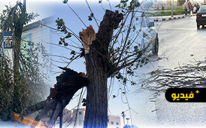 عاصفة مفاجئة تهز الناظور وتسقط أشجارا قرب النافورة ومقهى فيكتوريا