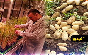 ما حقيقة "البطاطس الملوثة"  ببني سيدال؟.. منتج محلي ينفي وخبير زراعي يوضح