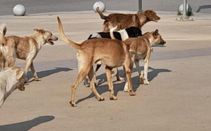 منظمات دولية لحقوق الحيوان تضغط لمنع المغرب من استضافة كأس العالم