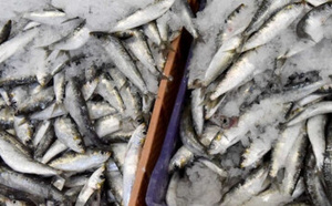 ميناء الحسيمة يعاني الركود بعد هجرة أسراب السردين من سواحلها