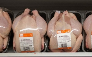 تفشي انفلونزا الطيور يشعل نقاشا واسعا حول الدجاج المستورد من المغرب