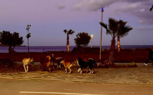 كورنيش الناظور.. موقع سياحي يتزين بالكلاب الضالة