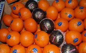 بعد الطماطم وزيت الزيتون.. شحنة مندرين مغربية تمنع من دخول روسيا بسبب حشرة مشبوهة