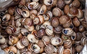 غريب.. سرقة حلزونات بقيمة 100 ألف دولار بفرنسا