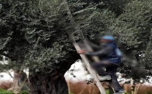 غير بعيد عن الناظور.. سقوط عرضي من شجرة زيتون ينهي حياة ستيني