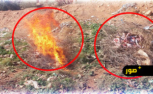 حجز لحوم فاسدة ببن الطيب وإتلافها من طرف السلطات المحلية.. صحة المواطنين خط أحمر