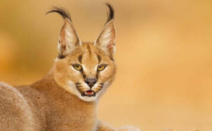 وشق يقتحم منزل أسرة ليلا ويتجه نحو غرفة أطفالها