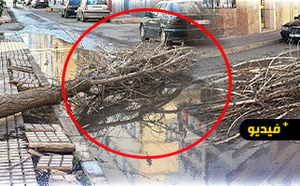 رياح قوية تخلف خسائر مادية بالناظور.. وسقوط الأشجار يطرح تساؤلات جدية