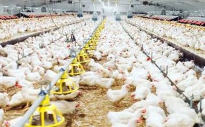 مداهمات مباغتة تهز سوق الدواجن.. مجلس المنافسة يفتش خمس شركات وسط شبهات احتكار