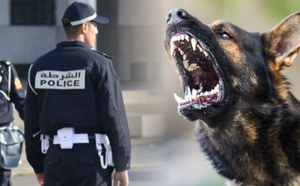 مصرع شرطي مرور في وجدة إثر هجوم كلاب ضالة