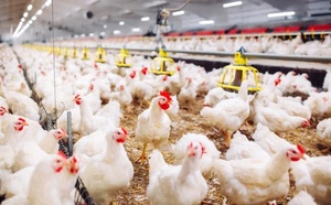انخفاض متواصل في أسعار الدواجن بالمغرب