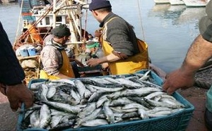 ميناء الناظور يتعرض لصدمة في الصيد: انخفاض 13% في الكميات والمداخيل