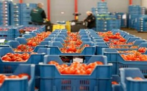 فيروسان خطيران يوقفان شحنة طماطم مغربية وتركية في روسيا