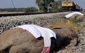 مأساة في الهند.. قطار يصطدم بقطيع أفيال ويودي بحياة سبعة منها