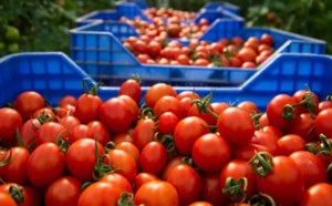روسيا تحجز طماطم قادمة من المغرب و”أونسا” تدخل على الخط