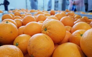 المغرب يهيمن على سوق الحوامض الإسبانية بارتفاع قياسي للواردات