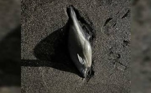 دولفين مشوه بسبتة يفضح "مافيا" الشباك المحرمة في المغرب