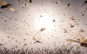 تحذير أممي من تصاعد خطر الجراد ووصوله إلى المغرب