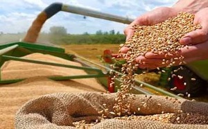 المغرب يستكمل استيراد 61 ألف طن من القمح الأمريكي لموسم 2025