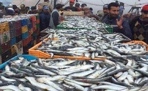 تراجع مفرغات الصيد البحري بالمغرب.. الأرقام تكشف "أزمة صامتة" بالناظور والحسيمة