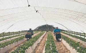 وصول أزيد من 1000 عاملة موسمية مغربية إلى هويلفا لجني الفراولة