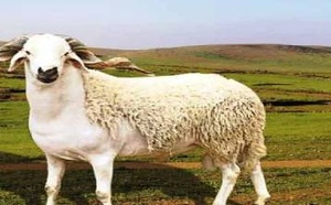 بعد الغيث.. هذا ما قاله الكسابة حول مستقبل أثمنة الماشية